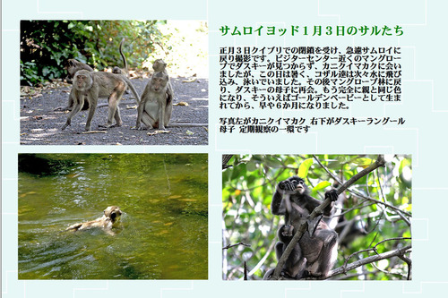 21サムロイヨッド1月3日のサルたち