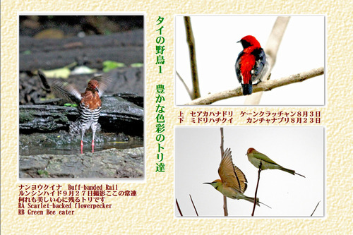 20番タイの野鳥1 8~9月