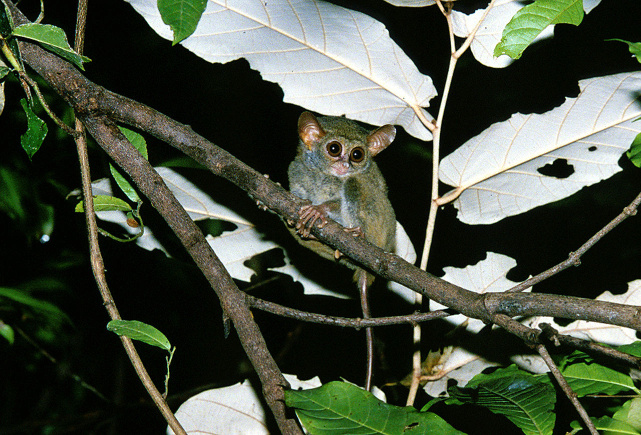 東南アジアの愛すべき動物たち 大谷計介野生の世界 虎 ライオンからパンダ迄 東南アジアの愛すべき動物たち 大谷計介野生の世界 虎 ライオンからパンダ迄