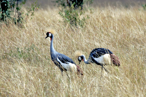 4GP0G3130Grey Crowned-Crane ホオジロカンムリヅル