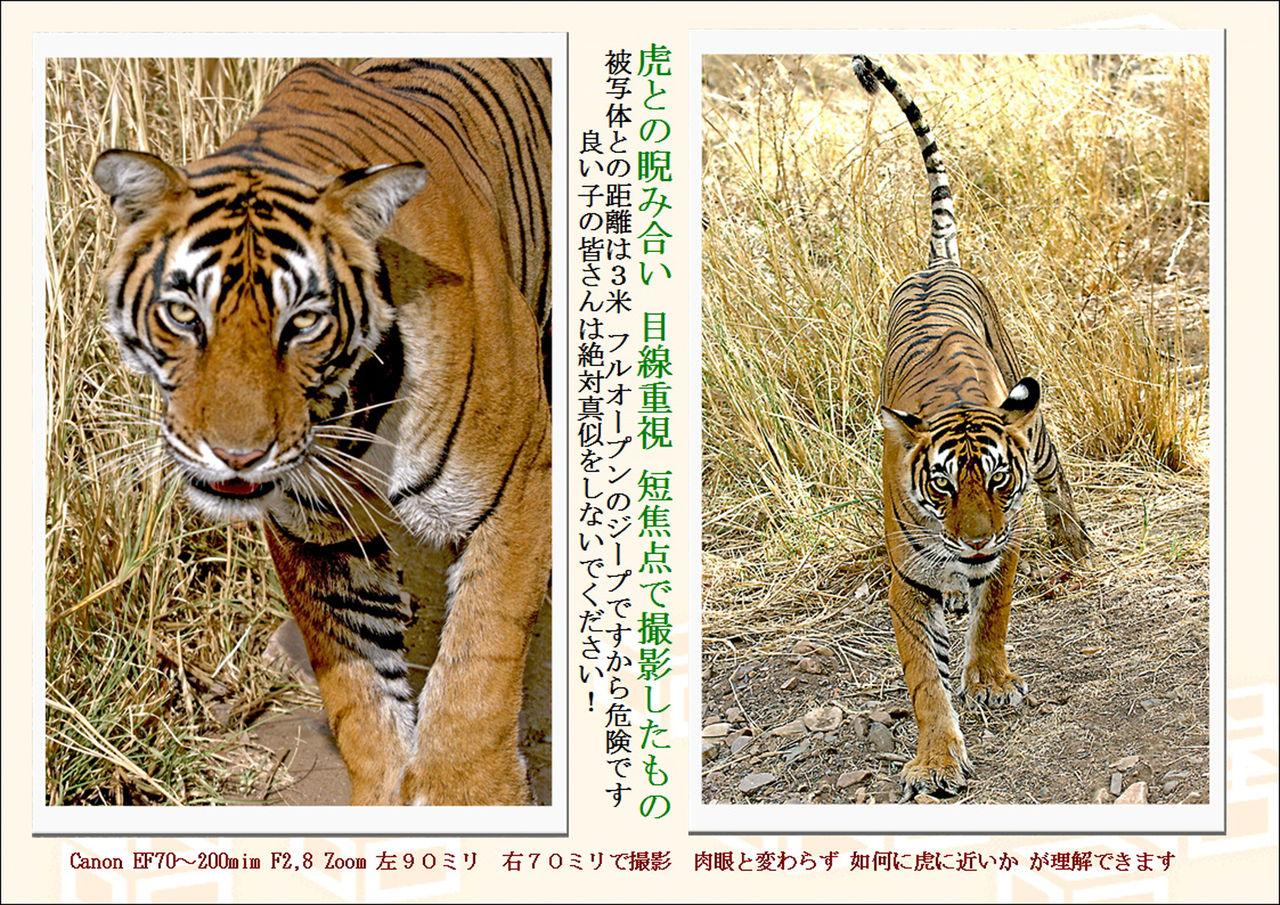 ランタンボール第３弾 ジャングルブックの動物たち 大谷計介野生の世界 虎 ライオンからパンダ迄