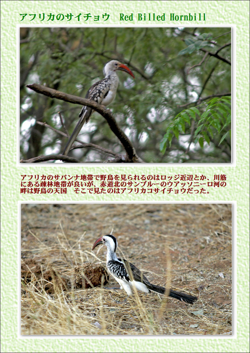 2アフリカのサイチョウ　Red Billed Hornbill