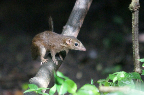 １０IMG_7717 Tree shrew 木登りトガリネズミ