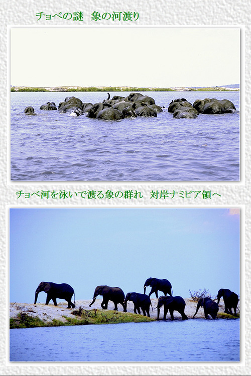 6 チョベの謎 象の河渡り