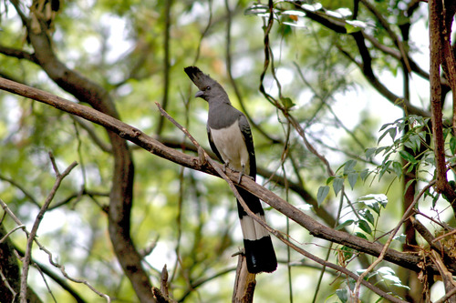 5IMG_2525White-bellied Go-away-bird