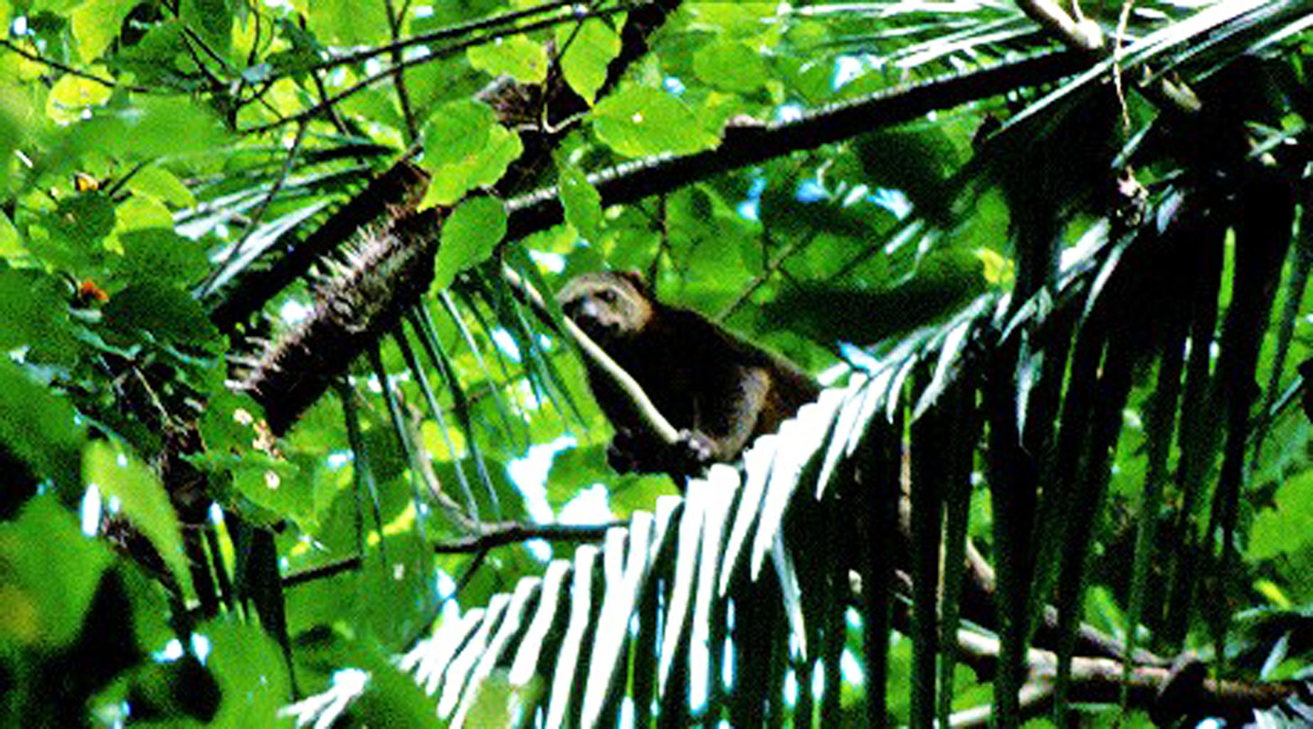 東南アジアの愛すべき動物たち 大谷計介野生の世界 虎 ライオンからパンダ迄 東南アジアの愛すべき動物たち 大谷計介野生の世界 虎 ライオンからパンダ迄