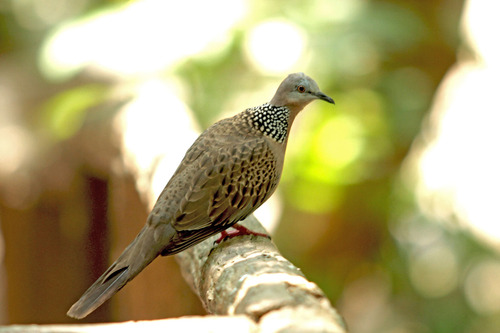 IMG_3304 Spoted Doveカノコバト