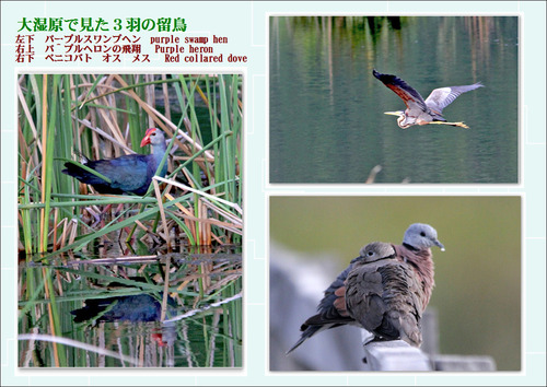 大湿原の３羽の留鳥