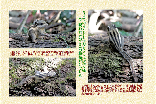 5新たな仲間か?ジリス