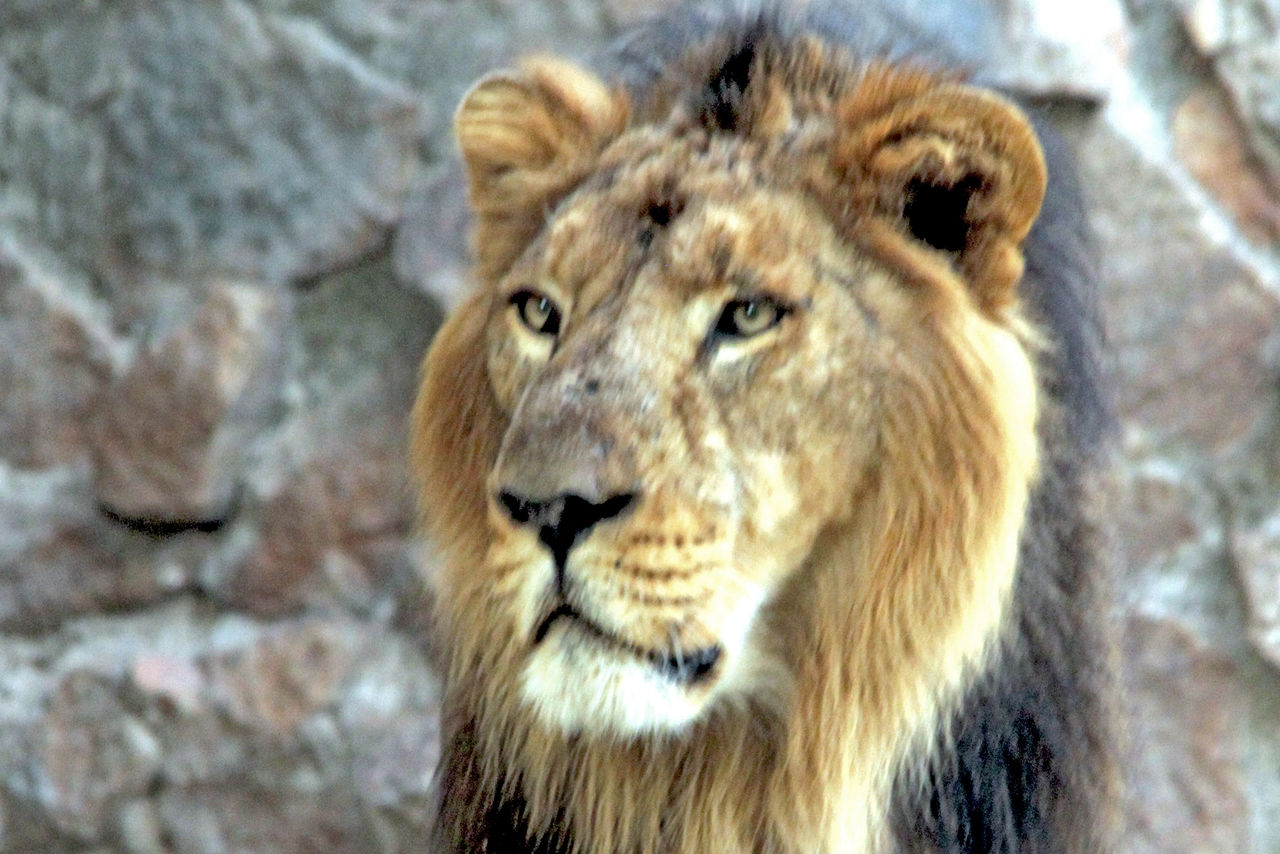 虎とライオンどちらが強い バンディブ次期王者の座は 大谷計介野生の世界 虎 ライオンからパンダ迄