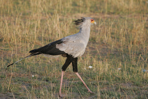 6Secretary-bird ヘビクイワシ