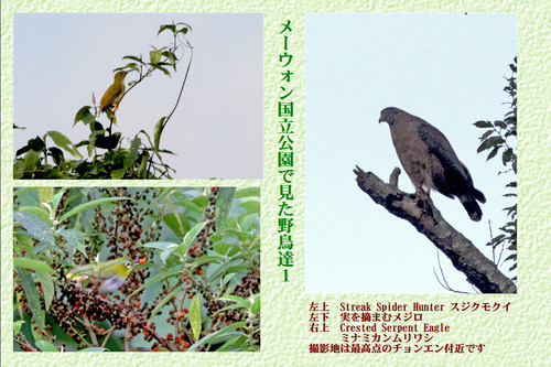 2メーウォン国立公園で見た野鳥達１