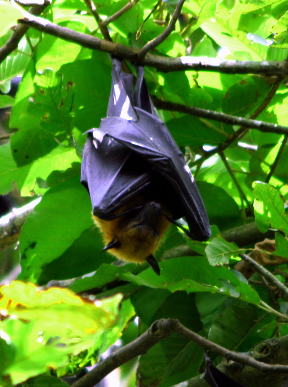 熱帯地方の珍獣たち コウモリは鳥か 獣か 他 大谷計介野生の世界 虎 ライオンからパンダ迄