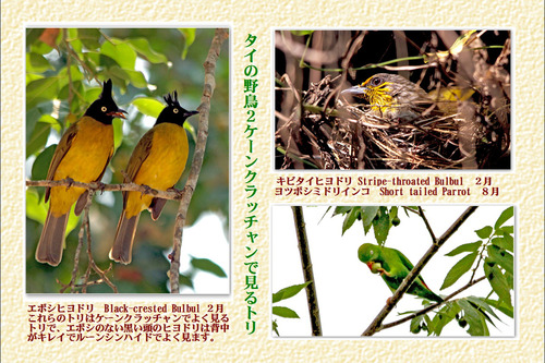 14番タイの野鳥2ケンクラッチャン主に2月