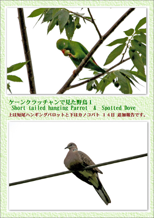 ケンクラッチャンの野鳥１ParrotとSpoted dove