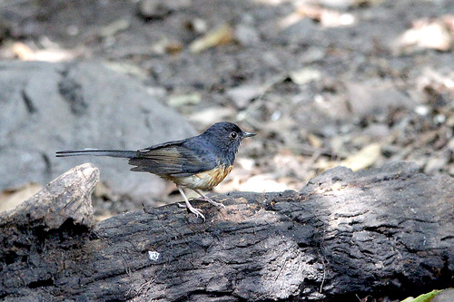 18IMG_8636 Blue throated flycatcher