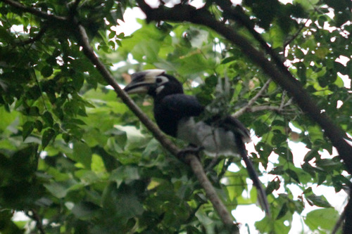 12IMG_8158 バンマカのサイチョウオス親