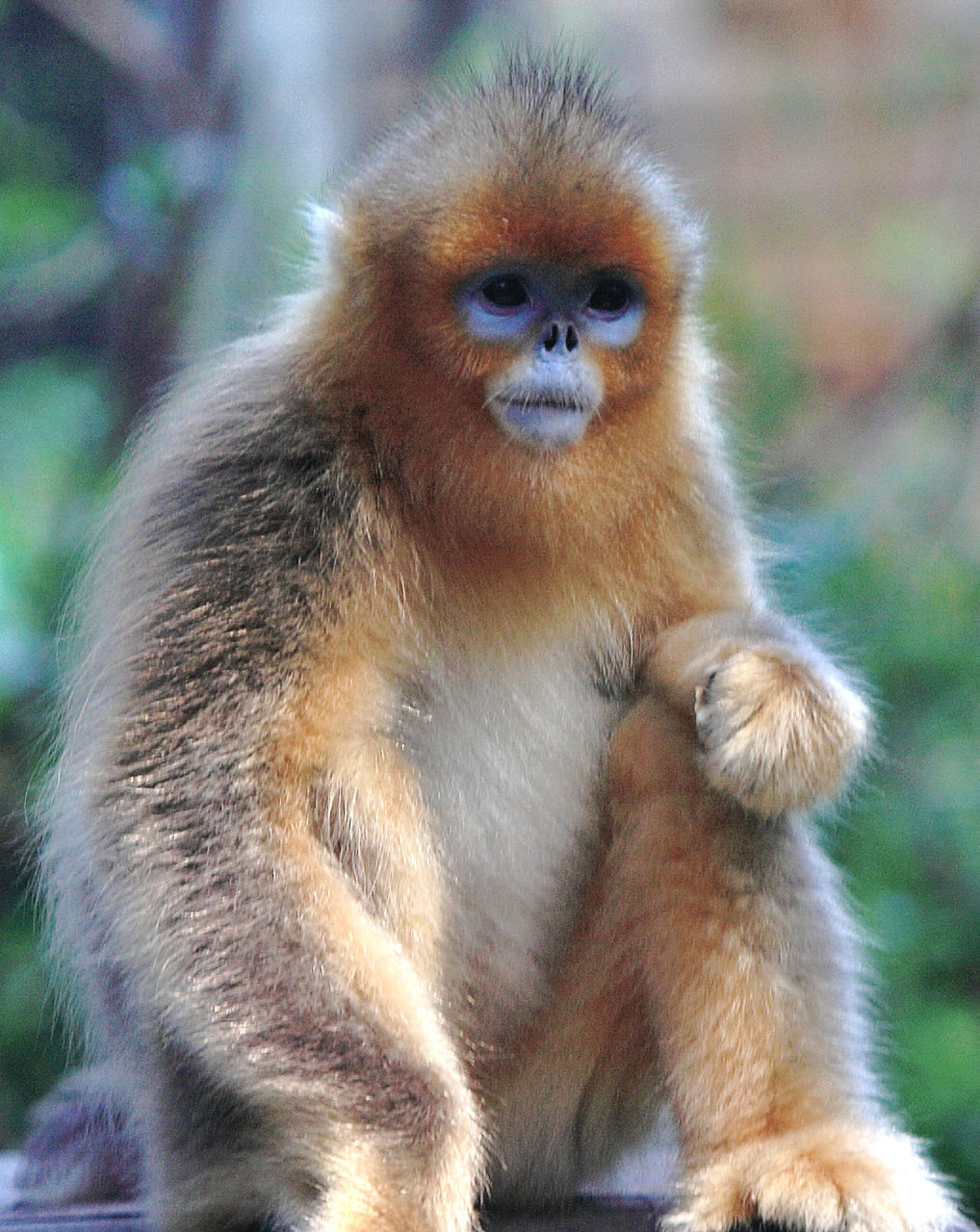 中国の動物と自然 大谷計介野生の世界 虎 ライオンからパンダ迄 中国の動物と自然 大谷計介野生の世界 虎 ライオンからパンダ迄