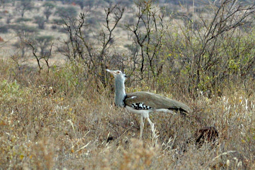 7IMG_2542Kori Bustard アフリカオオノガン