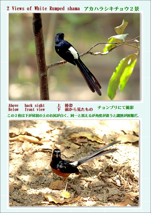 アカハラシキチョウ
