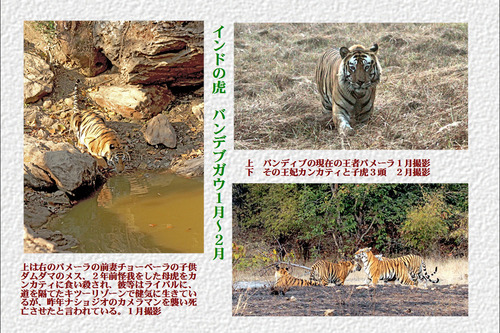 5番インドの虎 バンデブガウ1月~2月