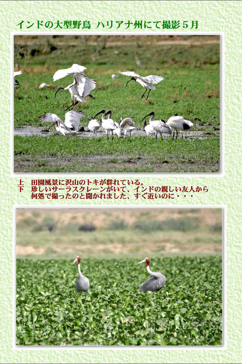 13番インドの大型野鳥 ハリアナ州にて撮影5月