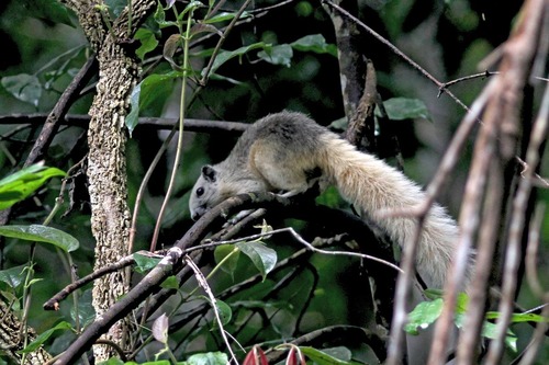 IMG_2374 variable color squirrel