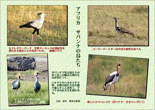 アフリカサバンナの鳥たち のコピー