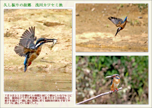 浅川カワセミ7月2013年 1