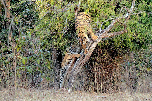 3番IMG_1558インドバンデブ頭樹上2月
