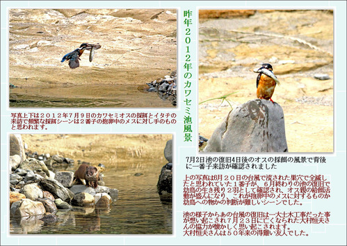昨年2012年のカワセミ池風景