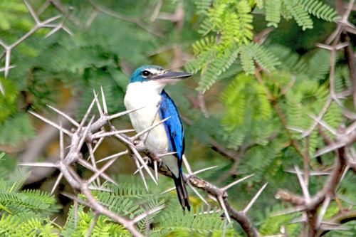 IMG_0152 ナンヨウショウビン