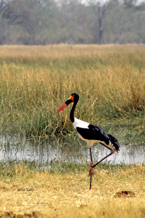 9クラハシコウ オカバンゴボツアナSaddle Billed Stork