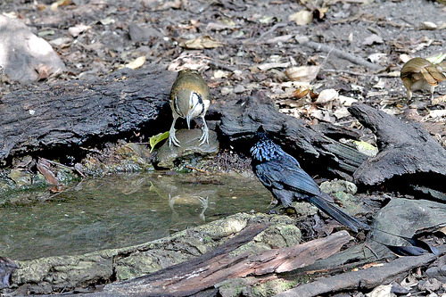 13IMG_8589 ラケットテールドロンゴとクビワガビ