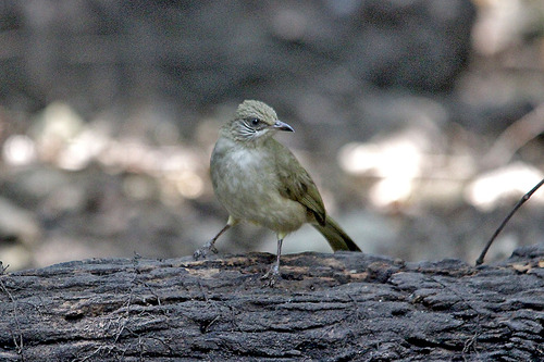 18IMG_0139 Siberian Blue Robin メスか