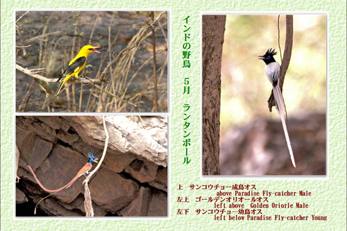 10番インドの野鳥2ランタン5月