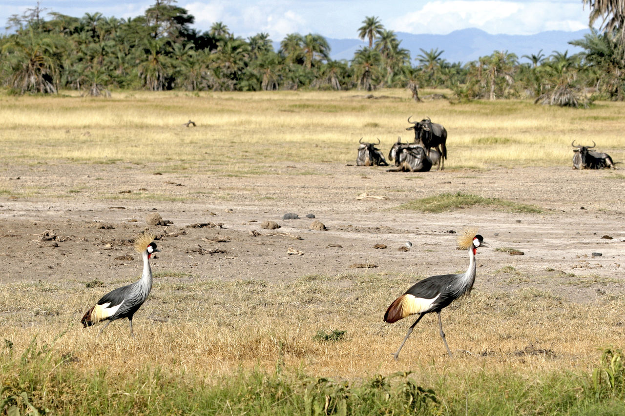 辰年のご挨拶 ウソップ風 世界の野鳥 大谷計介野生の世界 虎 ライオンからパンダ迄