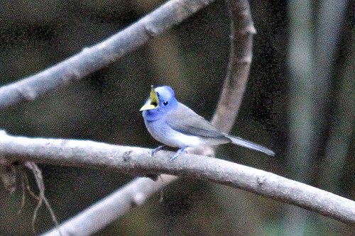 5IMG_9862 モナーク幼鳥か