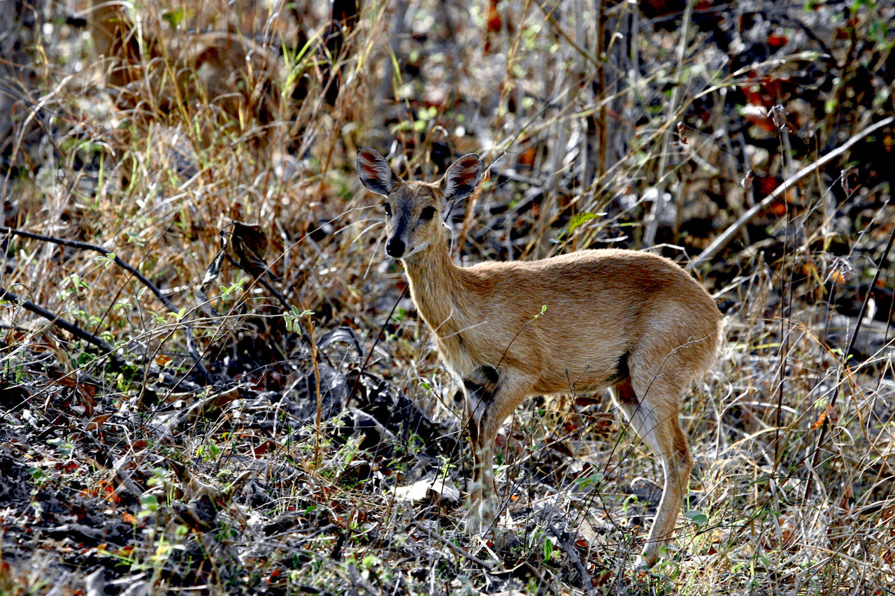インドの森の動物たち 大谷計介野生の世界 虎 ライオンからパンダ迄 インドの森の動物たち 大谷計介野生の世界 虎 ライオンからパンダ迄