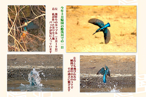 7番3月カワセミ池日本