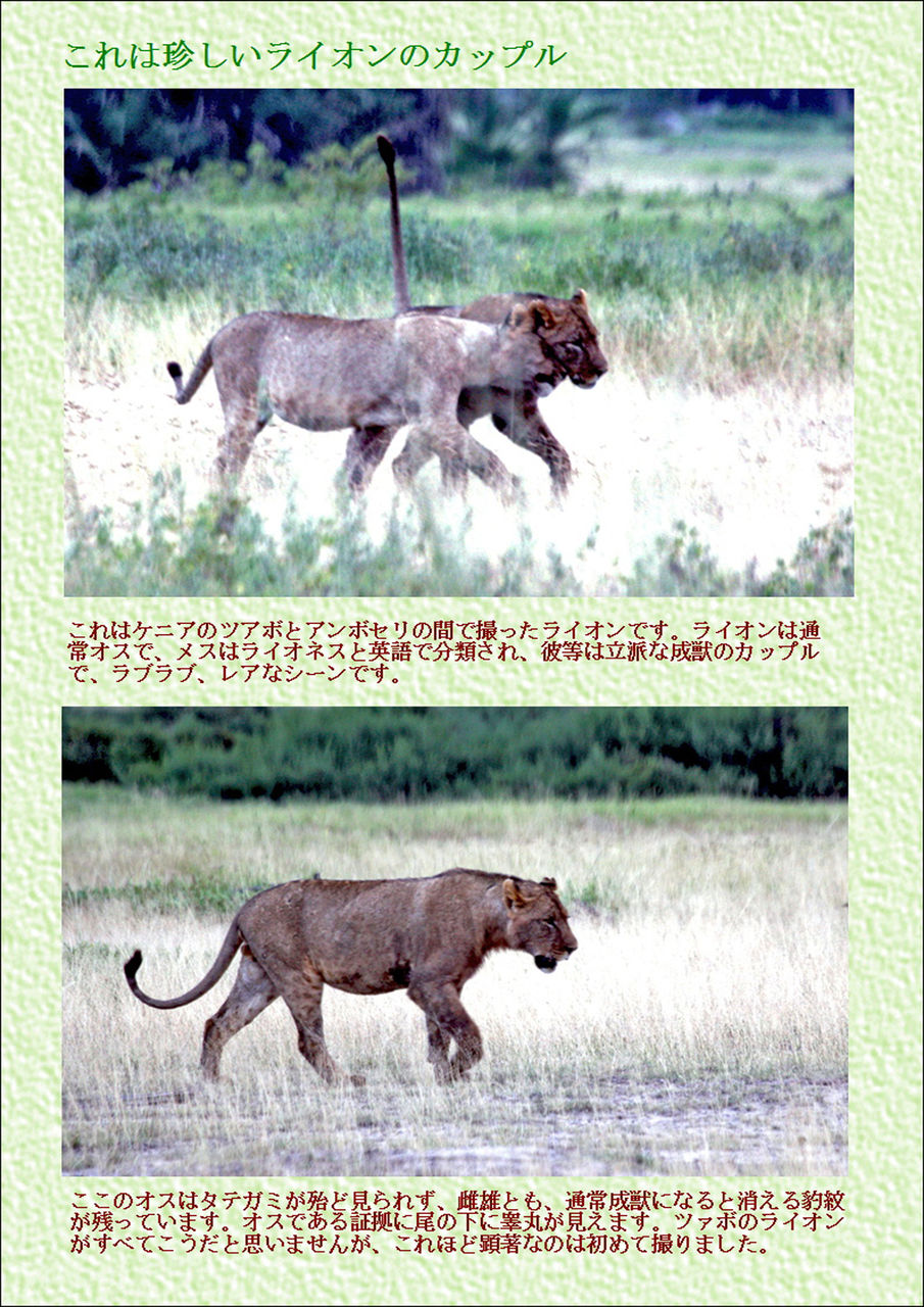 アフリカライオンの話 知られざる秘密 大谷計介野生の世界 虎 ライオンからパンダ迄
