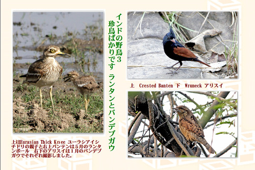 11番インドの野鳥3珍鳥2月