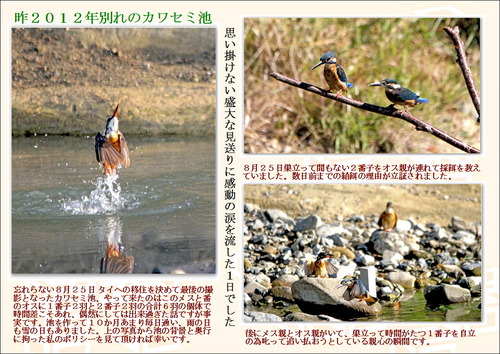 昨2012年別れのカワセミ池