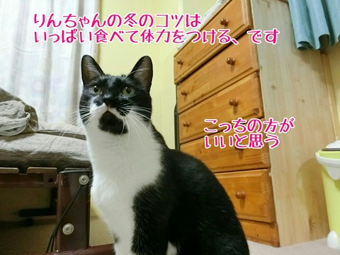 [画像:01645ad7-s.jpg]