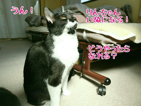 [画像:0498f3bb-s.jpg]