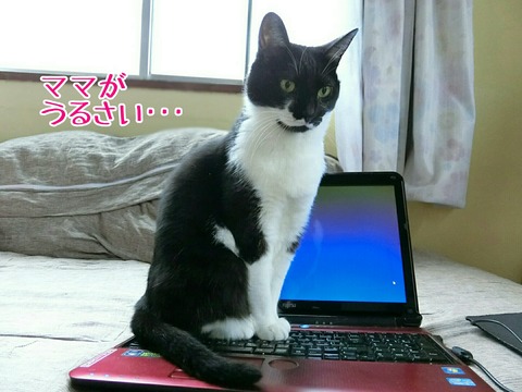 [画像:049a5bff-s.jpg]