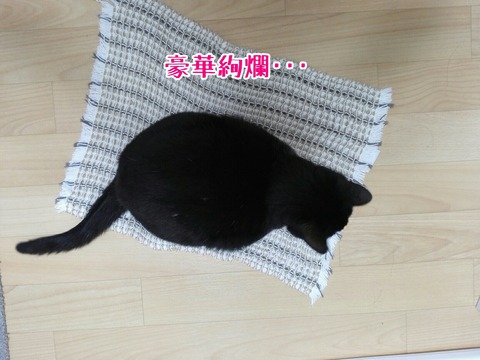 [画像:0a38e831-s.jpg]