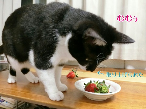 [画像:0ce2f7dd-s.jpg]