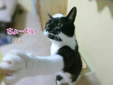 [画像:0fe9bc56-s.jpg]