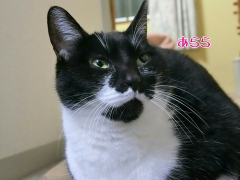 [画像:106afb9d-s.jpg]